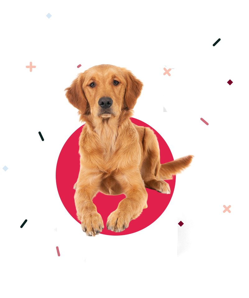 dog cutout